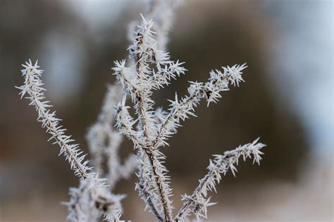 Wallpaper Nature Snow Winter Branch Ice Cold Frost Freezing