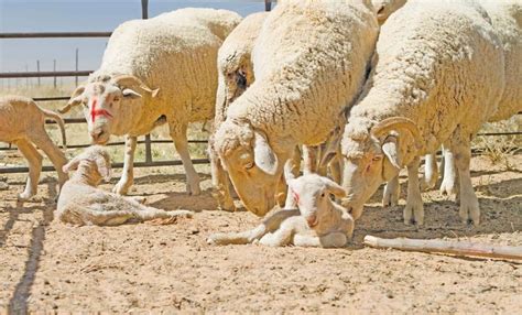 The Basics Of Managing Reproduction In Sheep Read This Story On