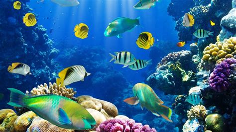 Beautiful Aquarium Wallpapers - Top Free Beautiful Aquarium Backgrounds ...