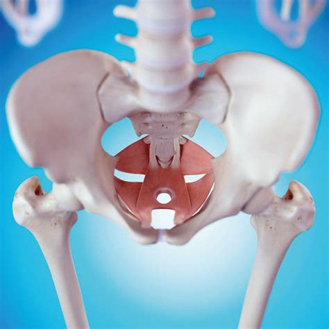 Pudendal Nerve Entrapment AZCCPP