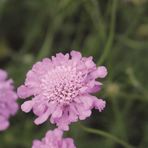 Scabiosa Pink Mist 2ltr Beechmount Garden Centre