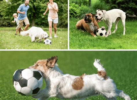 Fetch a Winning Score: Fun with a Dog Soccer Ball!