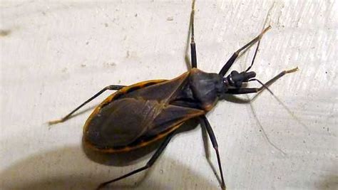 'Kissing bug' disease more deadly than thought