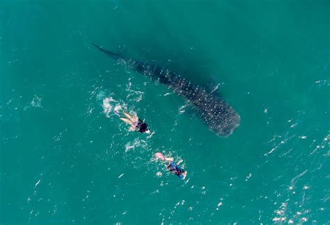 Whale Shark Swimming Tours In La Paz Suspended Until Further Notice