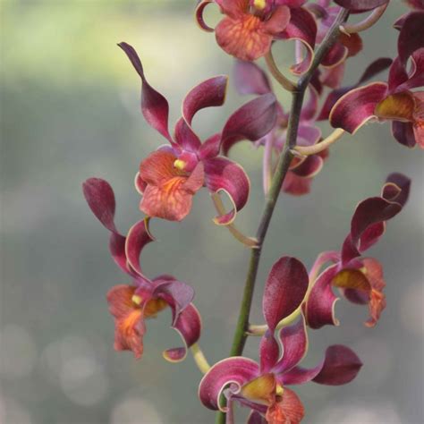 Buy Orchid Dendrobium Brown Twist Seedlings Amthai Orchids Online