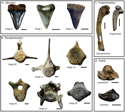 Examples of bone modifications on representative vertebrate fossils ...