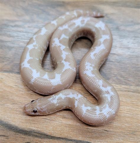 Snow Kenyan Sand Boa By Blackheart Reptiles Morphmarket