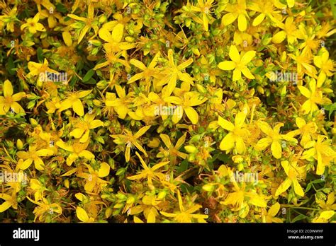 La Hierba De San Juan Hypericum Perforatum Es Una Planta Con Flores