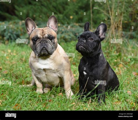 Two Funny Friendly French Bulldogs On Nature Stock Photo Alamy