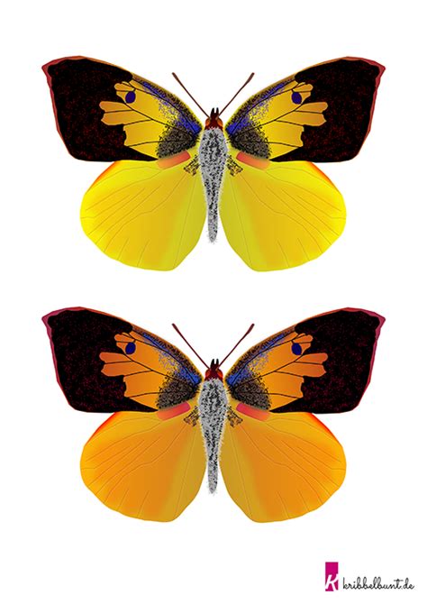 Schmetterling Vorlage Zum Ausdrucken PDF Kribbelbunt