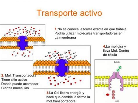 cápsula muñeca travesura transporte de sustancias activo y pasivo Llave