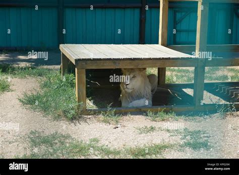 Liger (a hybrid between lion and tiger) at Zoo Stock Photo - Alamy