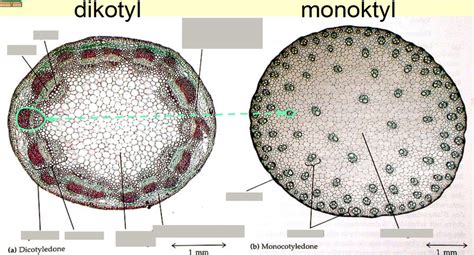 Schaubild Beschriftung Des Querschnitts Einer Dikotylen Monoktylen