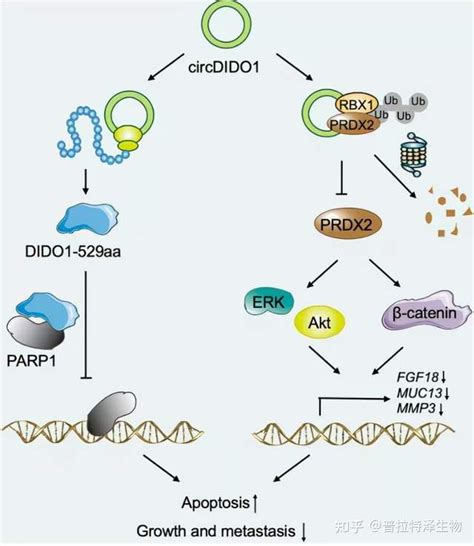 Circrna编码蛋白 知乎