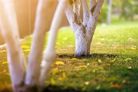 Corteza blanqueada de árbol que crece en el jardín soleado del huerto