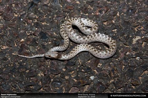 Desert Nightsnake