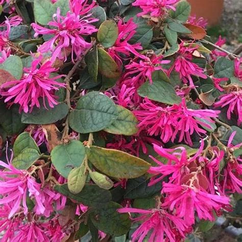 Intricate Future Forests Shrubs Loropetalum Chinense Var Rubrum Fire