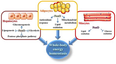 Cells Free Full Text Adipose Tissue And FoxO1 Bridging Physiology