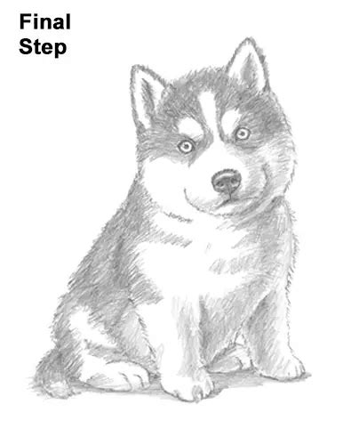 How To Draw A Realistic Husky Puppy Step By Puppy And Pets