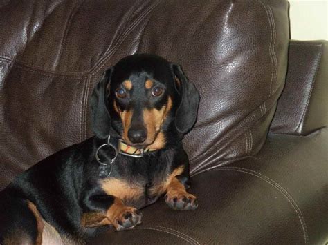 Dachshund Adoption