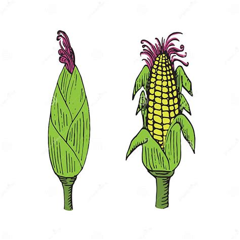 Corn Plant With Ear Closed And Open With Corns Hand Drawn Doodle