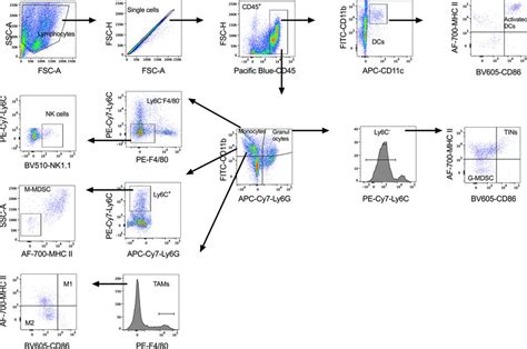 Gating Strategy For Innate Immune Cell Profiles In The Peritoneal