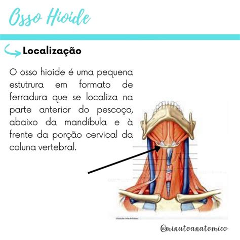 Minuto Anatômico 139 Osso Hioide Anatomia And Fisioterapia