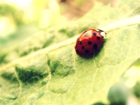 🔥 Free Download Ladybug Wallpaper Leaf Green Insect Desktop By