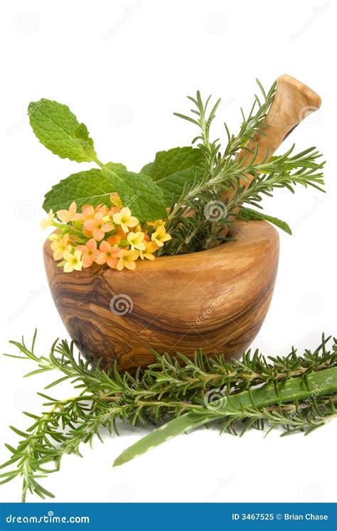 Herbs Stock Image Image Of Plant Floral Handmade Organic 3467525