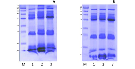 Sds Page Under Non Reducing A And Reducing B Conditions M