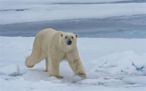 Polar bear walking on an ice floe in Svalbard, Norway. 81st parallel North. - Polar-Bears ...