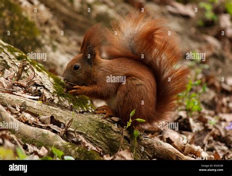 Close Up Of Squirrel Eating Walnut Stock Photo Alamy