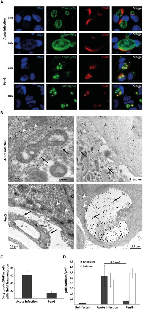 A Hela Cells Were Infected With C Trachomatis L At An Moi Of