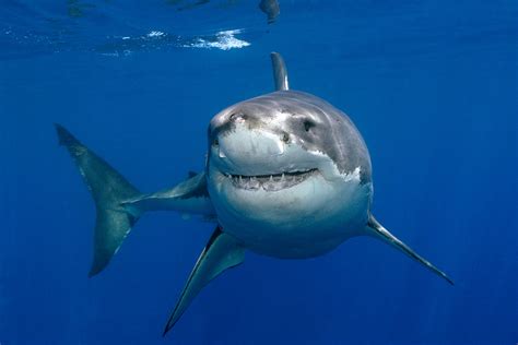 Hd Shark Wallpaper Great White