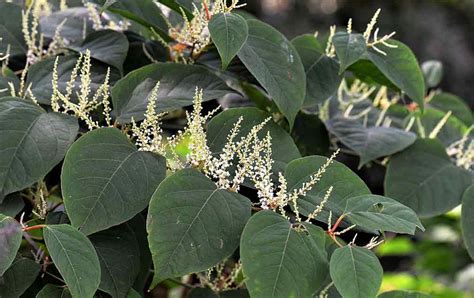 Japanese Knotweed And Selling Your Home Coppenwall Estate Agents