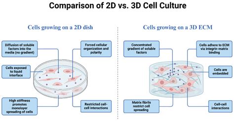 Cells Free Full Text Cigarette Smoke Induced Epithelial To