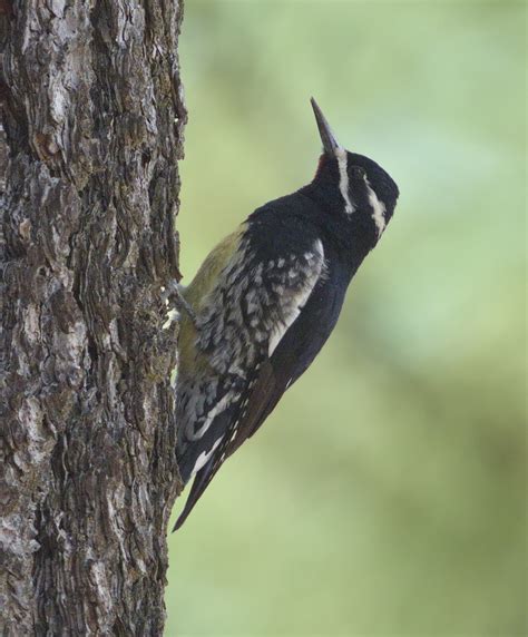 Williamsons Sapsucker San Diego Bird Spot