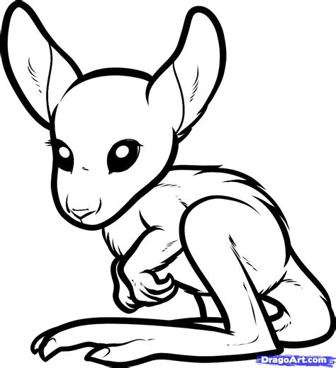 How to Draw a Baby Kangaroo, Baby Kangaroo, Step by Step, desert ...