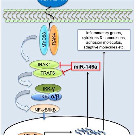 Mir 146a Is A Negative Regulator Of The Nf κb Signaling Pathway