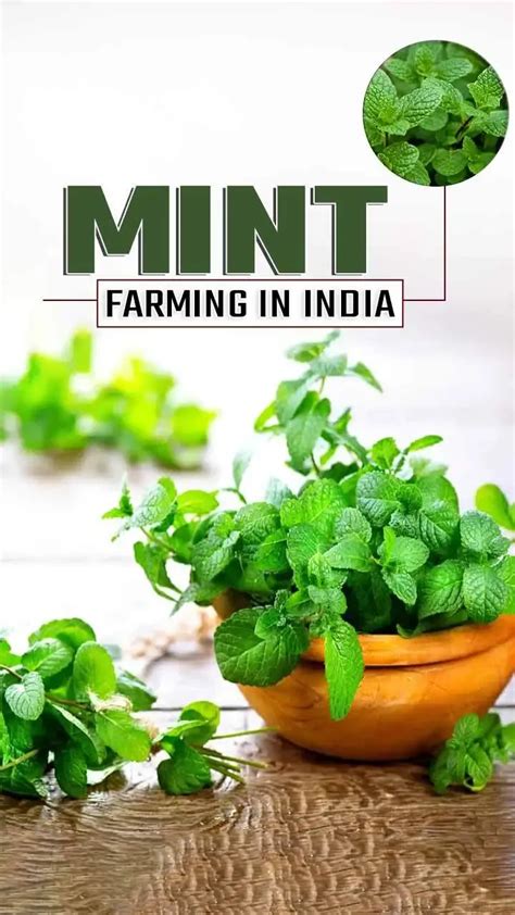 A Comprehensive Guide to Mint Farming in India