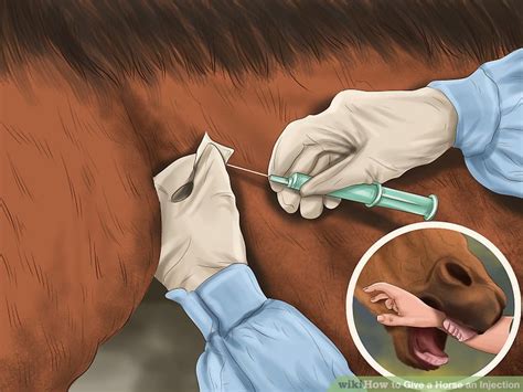 Horse Intramuscular Injection Sites