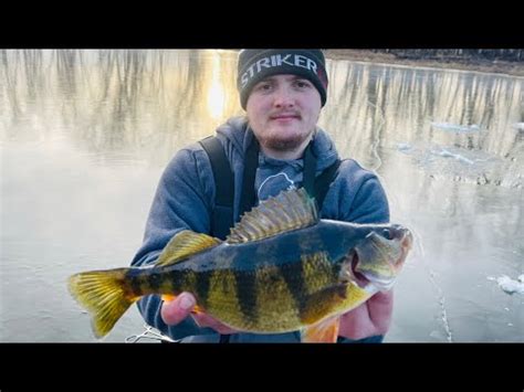 How To Catch Jumbo Mississippi River Perch Youtube