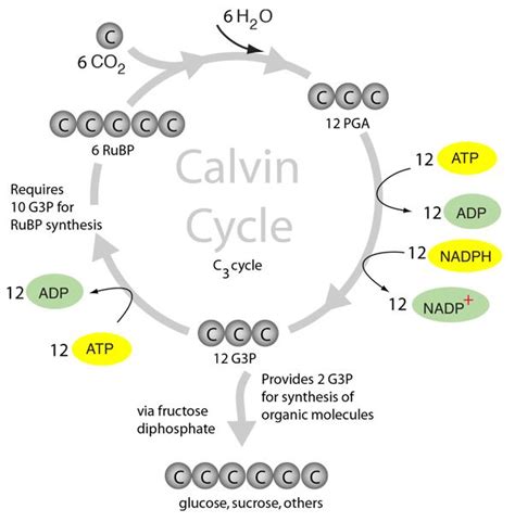 The Calvin Cycle in 2021 | Calvin cycle, Organic molecules, Calvin