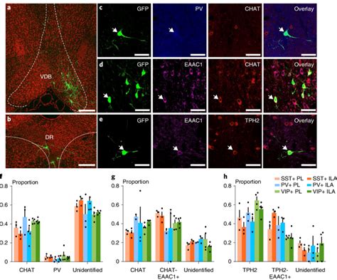 Modulation Of Gabaergic Neurons In The Mpfc By Multiple Download