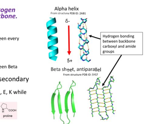 Introduction To Protein Structure And Function Lecture 1 Flashcards