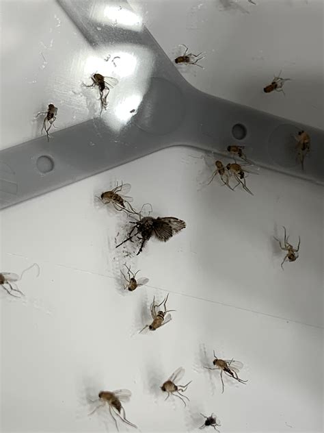 What’s the big black bug in the center? : r/bugidentification