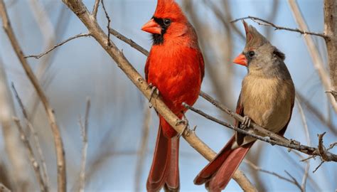 What Does It Mean When You See A Cardinal Bird Sphere