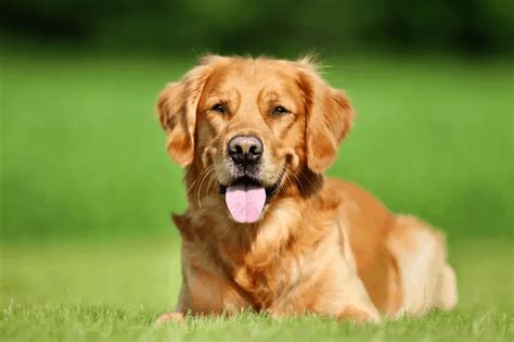 Mastering Golden Retriever Training: Essential Guide (2023)