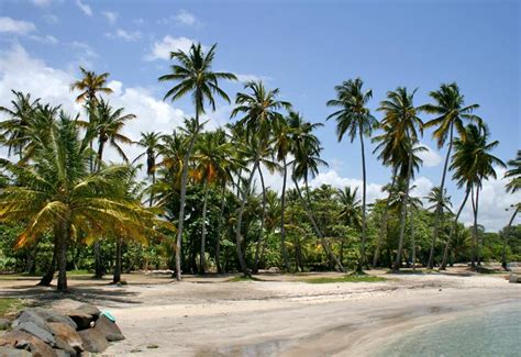 Plage De Roseau Capesterre Belle Eau Guadeloupe Tourisme