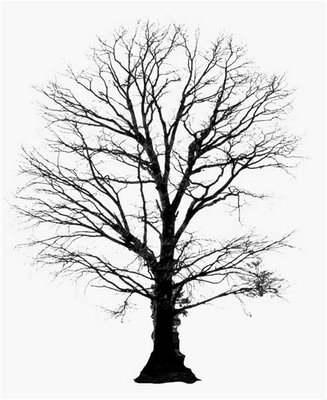 Winter Tree Png Download - Winter Tree Silhouettes Png PNG Image | Transparent PNG Free Download ...